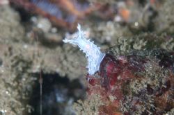 Nudibranch in the Monterey Bay. by Dale Hymes 